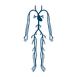 Peripheral Vascular Therapies